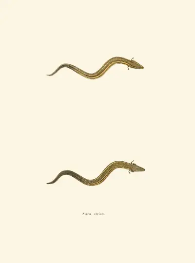 Siren striata av John Edwards Holbrook
