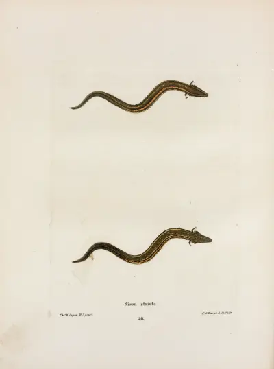 Siren striata av John Edwards Holbrook