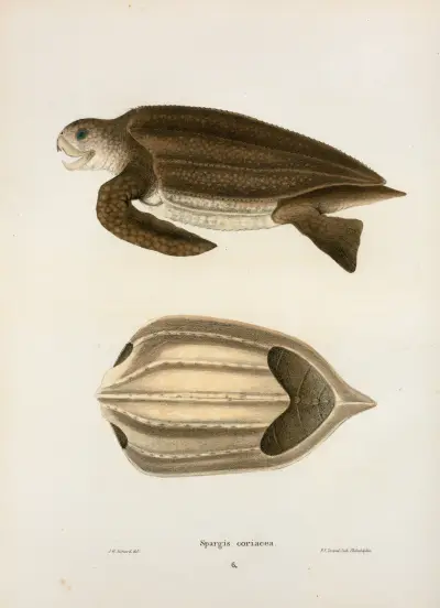 Spargis coriacea. av John Edwards Holbrook