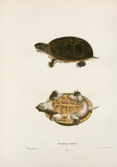 Stinkpadda av John Edwards Holbrook