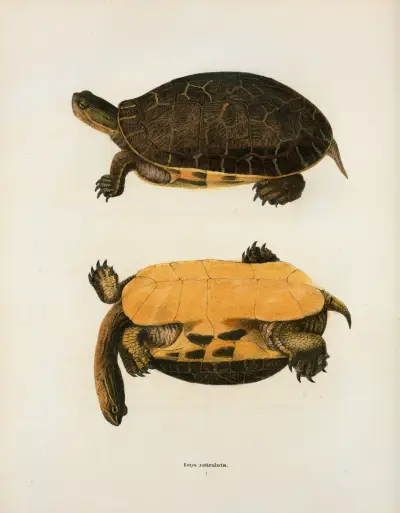 Testudo polyphemus. av John Edwards Holbrook