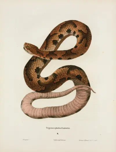 Trigonocephalus contortrix. av John Edwards Holbrook