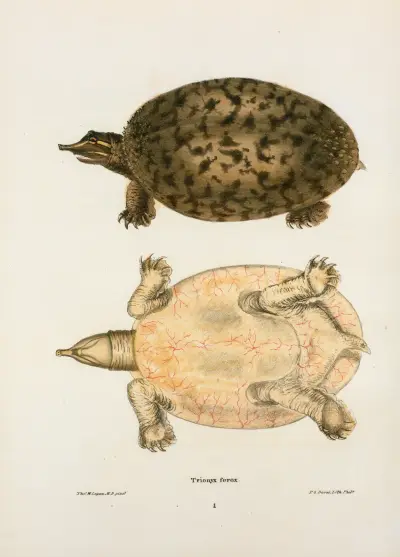 Trionyx ferox. av John Edwards Holbrook