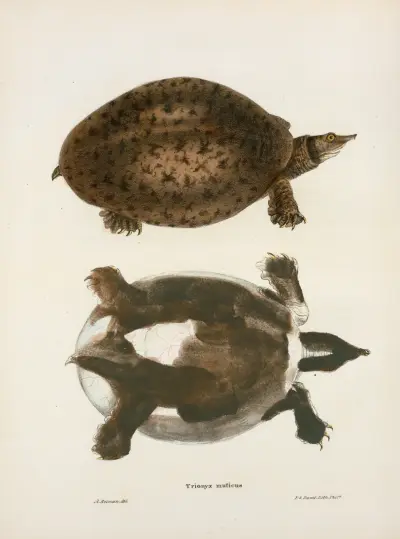 Trionyx muticus. av John Edwards Holbrook