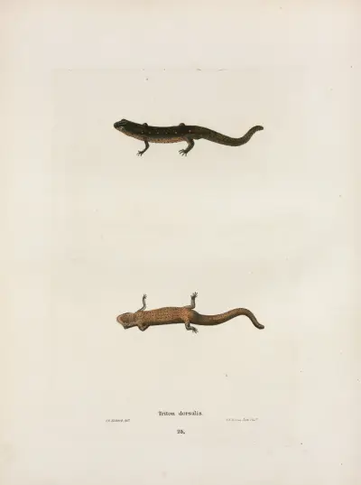 Triton dorsalis av John Edwards Holbrook