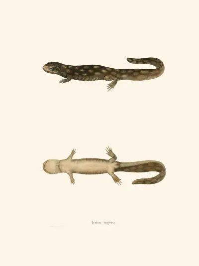 Triton ingens av John Edwards Holbrook