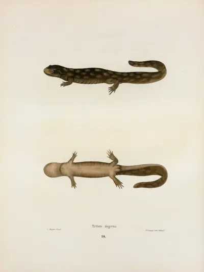 Triton ingens av John Edwards Holbrook