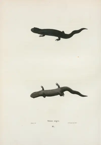 Triton niger av John Edwards Holbrook