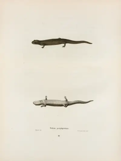 Triton porphyriticus av John Edwards Holbrook