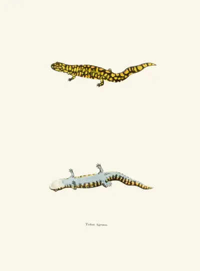Triton tigrinus av John Edwards Holbrook
