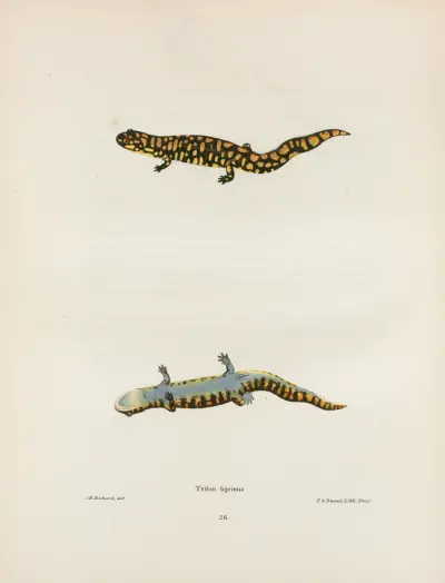 Triton tigrinus av John Edwards Holbrook