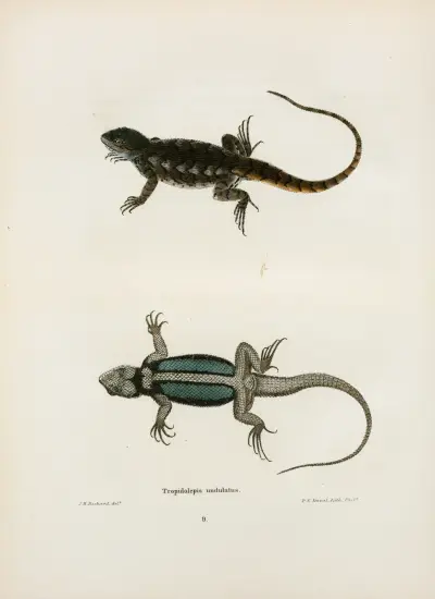 Tropidolepis undulatus. av John Edwards Holbrook