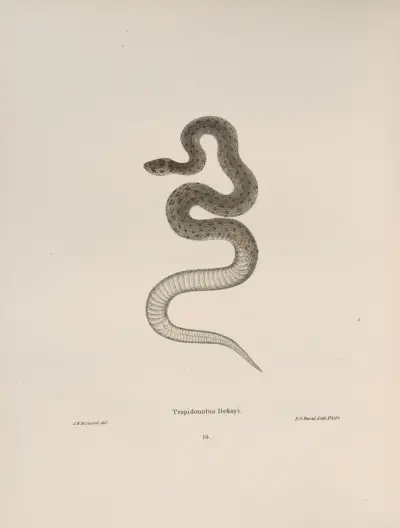 Tropidonotus Dekayi av John Edwards Holbrook