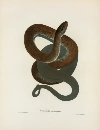Tropidonotus erythrogaster. av John Edwards Holbrook