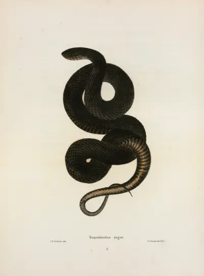 Tropidonotus niger. av John Edwards Holbrook