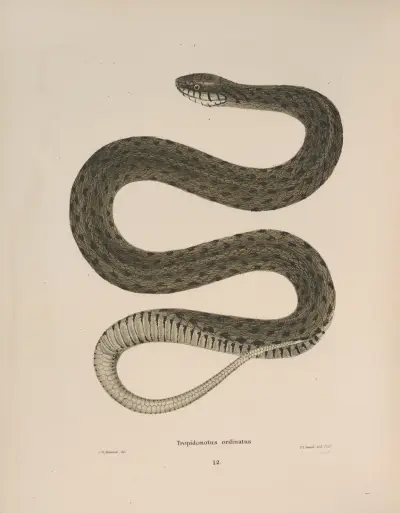 Tropidonotus ordinatus. av John Edwards Holbrook
