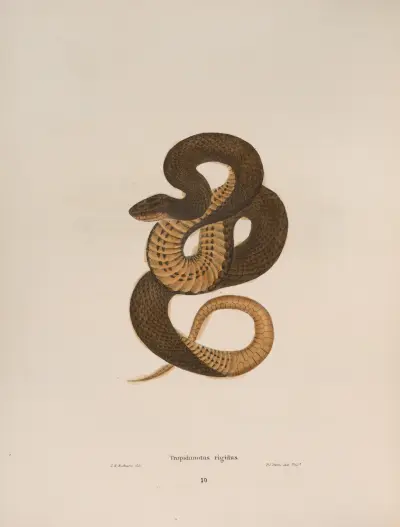 Tropidonotus rigidus. av John Edwards Holbrook