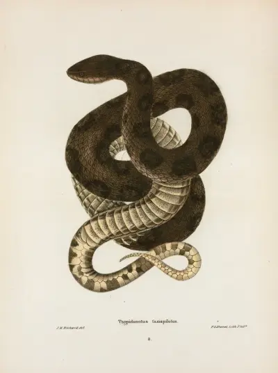 Tropidonotus taxispilotus. av John Edwards Holbrook