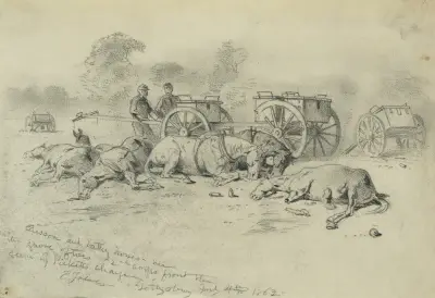 Caisson and battery horses – near the grove of trees av Edwin Forbes