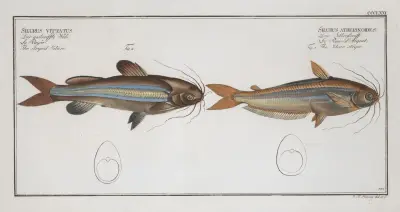 1. Silurus atherinoides, The Silver stripe; 2. Silurus vittatus, The striped Silure. av Marcus Elieser Bloch