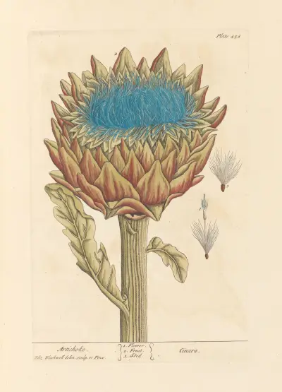 Artichoke av Elizabeth Blackwell