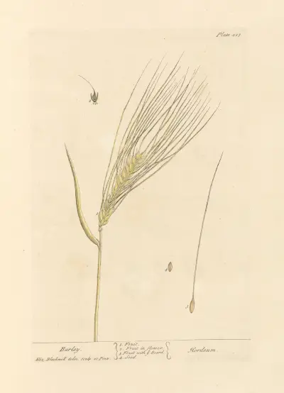 Barley av Elizabeth Blackwell