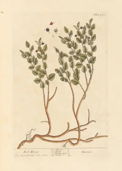 Bill berry av Elizabeth Blackwell