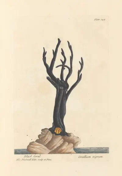 Black coral av Elizabeth Blackwell