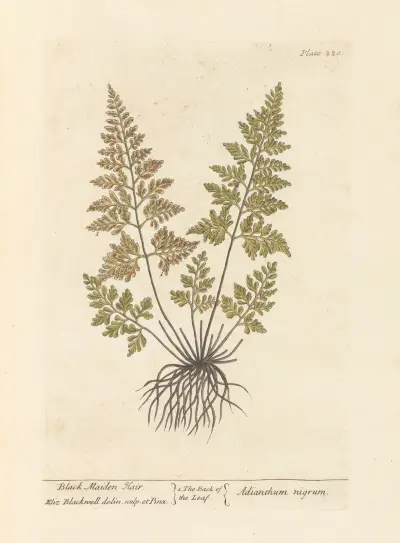 Black maiden hair av Elizabeth Blackwell