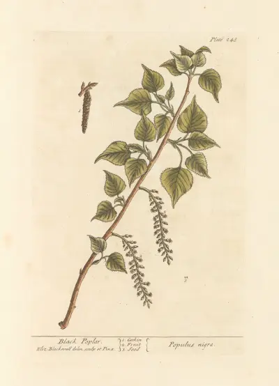 Black poplar av Elizabeth Blackwell