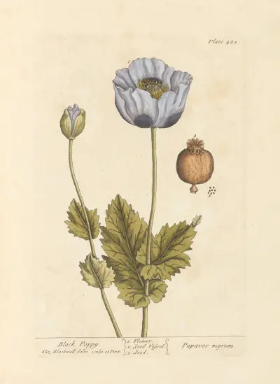 Black poppy av Elizabeth Blackwell