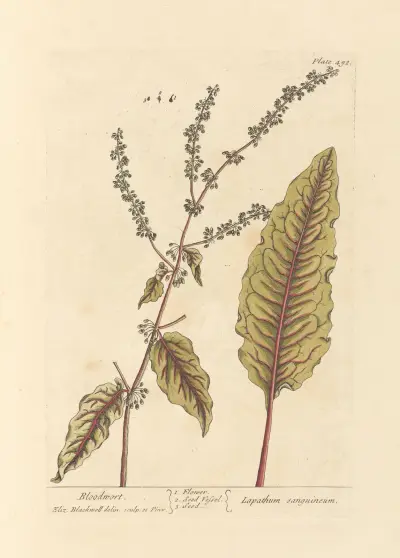Bloodwort av Elizabeth Blackwell