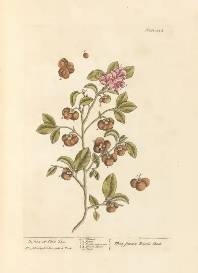 Bohea or peco tea av Elizabeth Blackwell
