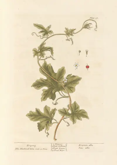 Bryony av Elizabeth Blackwell
