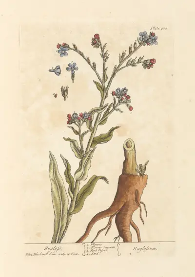 Bugloss av Elizabeth Blackwell