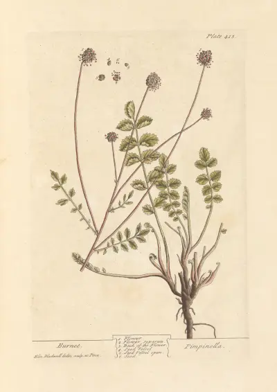 Burnet av Elizabeth Blackwell