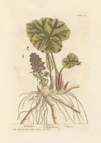 Butterbur av Elizabeth Blackwell