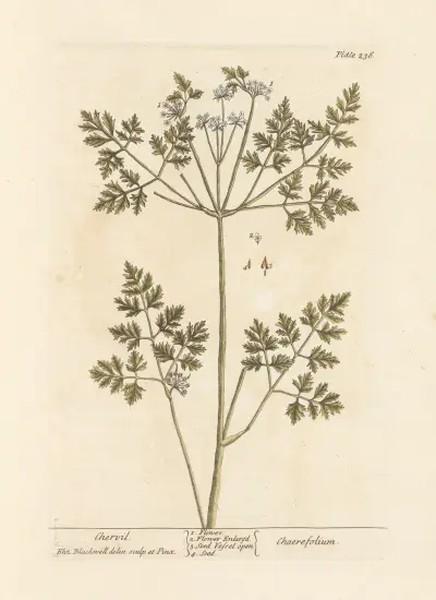 Chervil av Elizabeth Blackwell