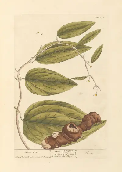 China root av Elizabeth Blackwell