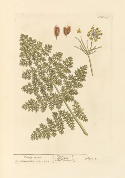 Deadly carrot av Elizabeth Blackwell