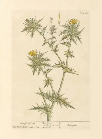 Distaff thistle av Elizabeth Blackwell