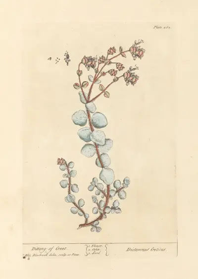 Dittany of creet av Elizabeth Blackwell