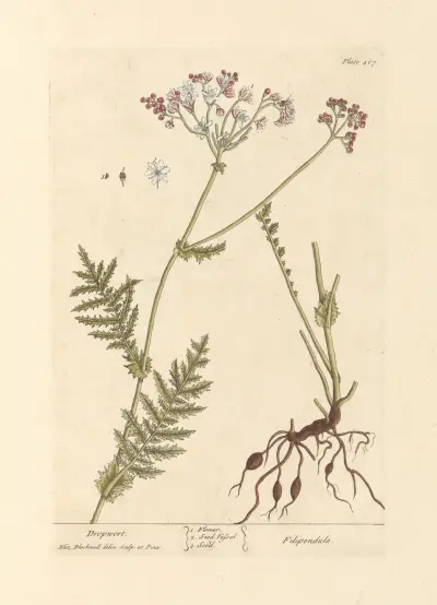 Dropwort av Elizabeth Blackwell