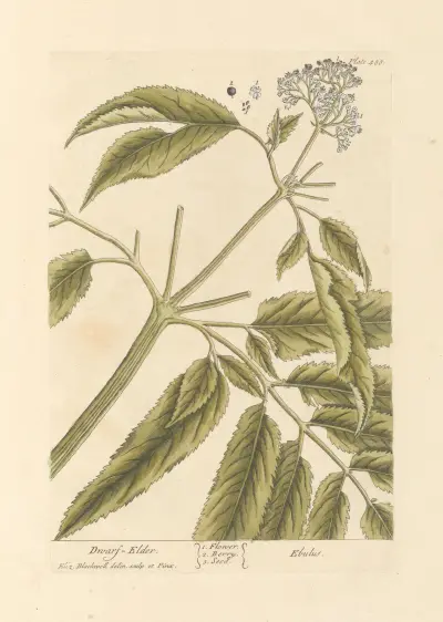 Dwarf elder av Elizabeth Blackwell