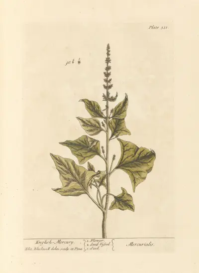 English mercury av Elizabeth Blackwell