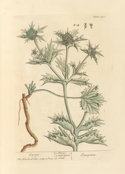 Eryngo av Elizabeth Blackwell