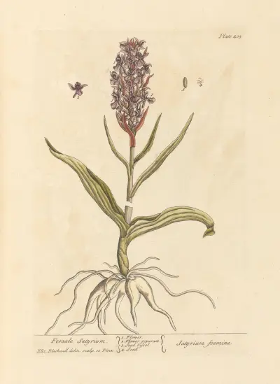 Female satyrium av Elizabeth Blackwell