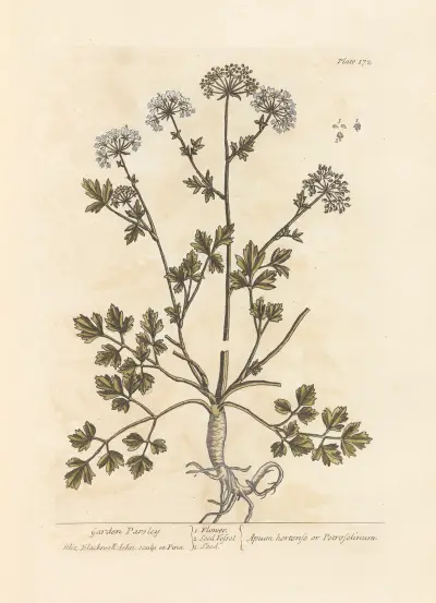 Garden parsley av Elizabeth Blackwell