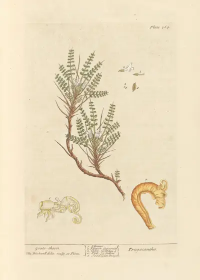Goats-thorn av Elizabeth Blackwell