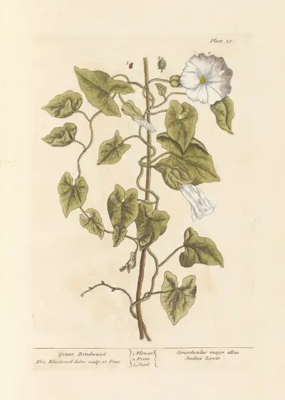 Great bindweed av Elizabeth Blackwell
